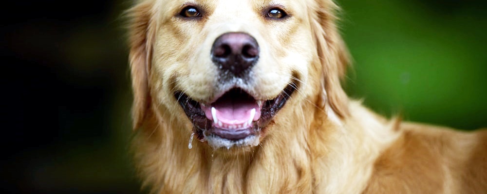 강아지 혼내는 방법 7