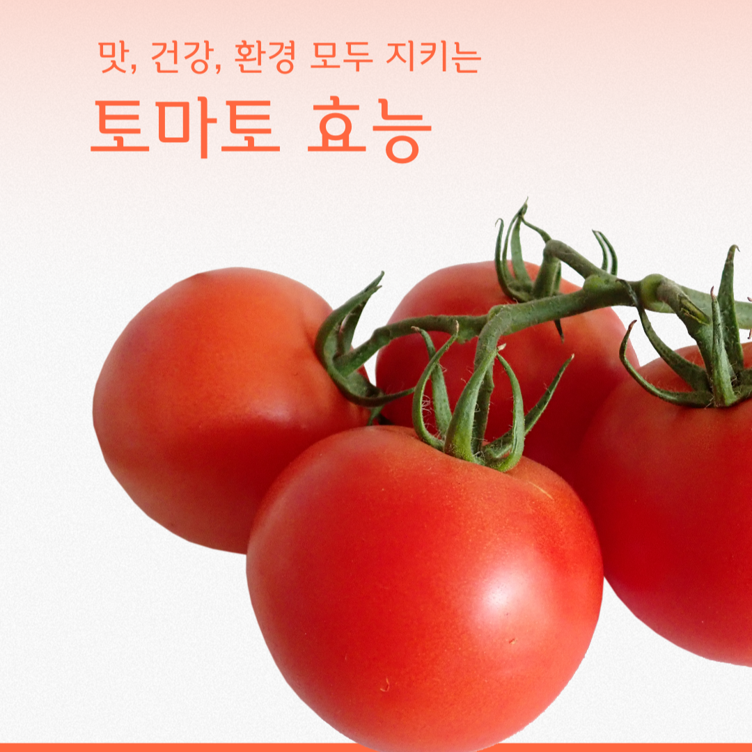 토마토 효능, 매일 먹으면 몸이 달라지는 이유
