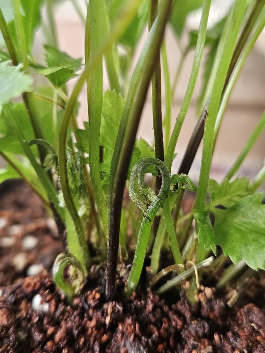 달빛고사리 새순