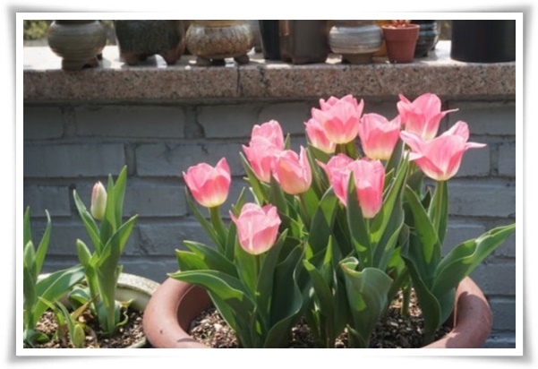 "튤립" 매력적인 봄의 대표적인 꽃, 튤립의 매력!