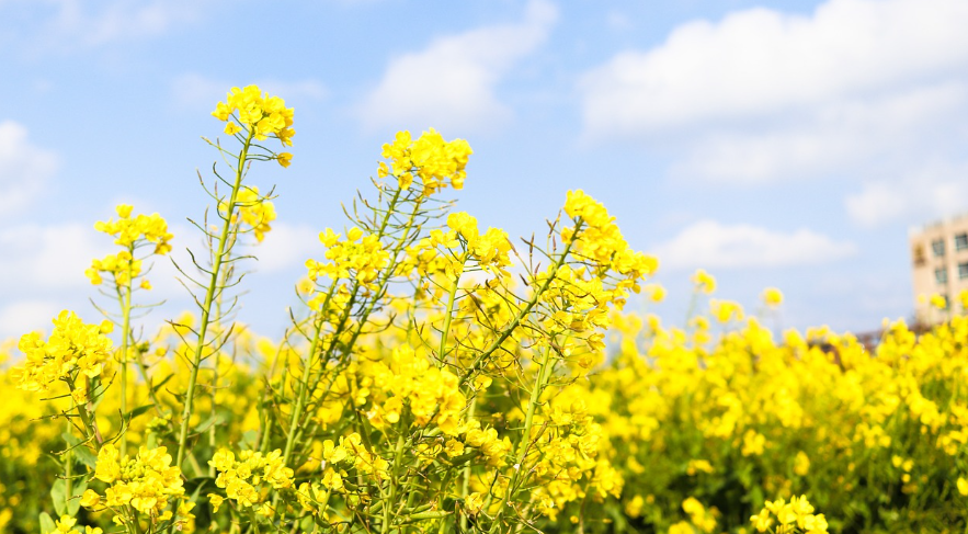 제주도 봄 여행 가이드: 벚꽃, 자연경관, 맛집