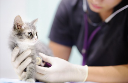 수의사의 진찰을 받는 아기 고양이.