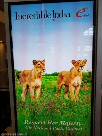 아시아사자 인도 동물 특징 성격_18