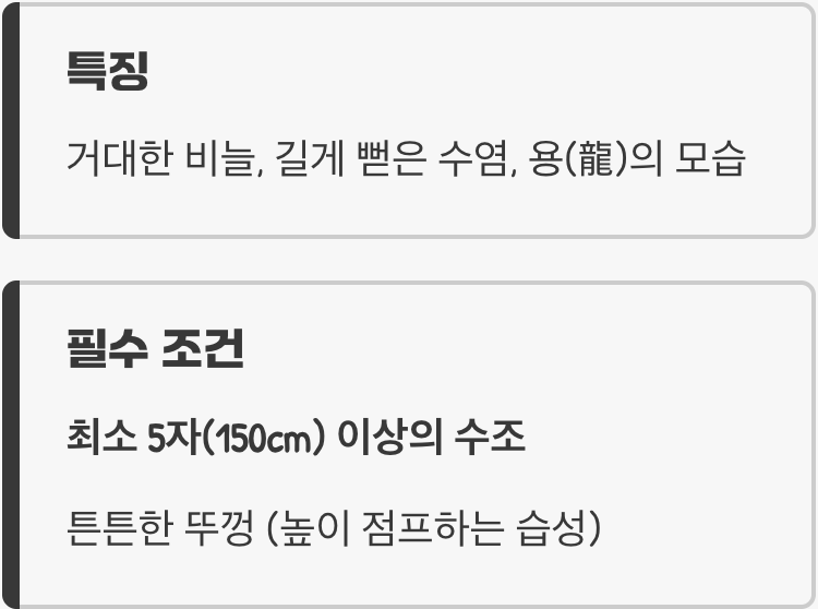 수면 위의 제왕, 아로와나