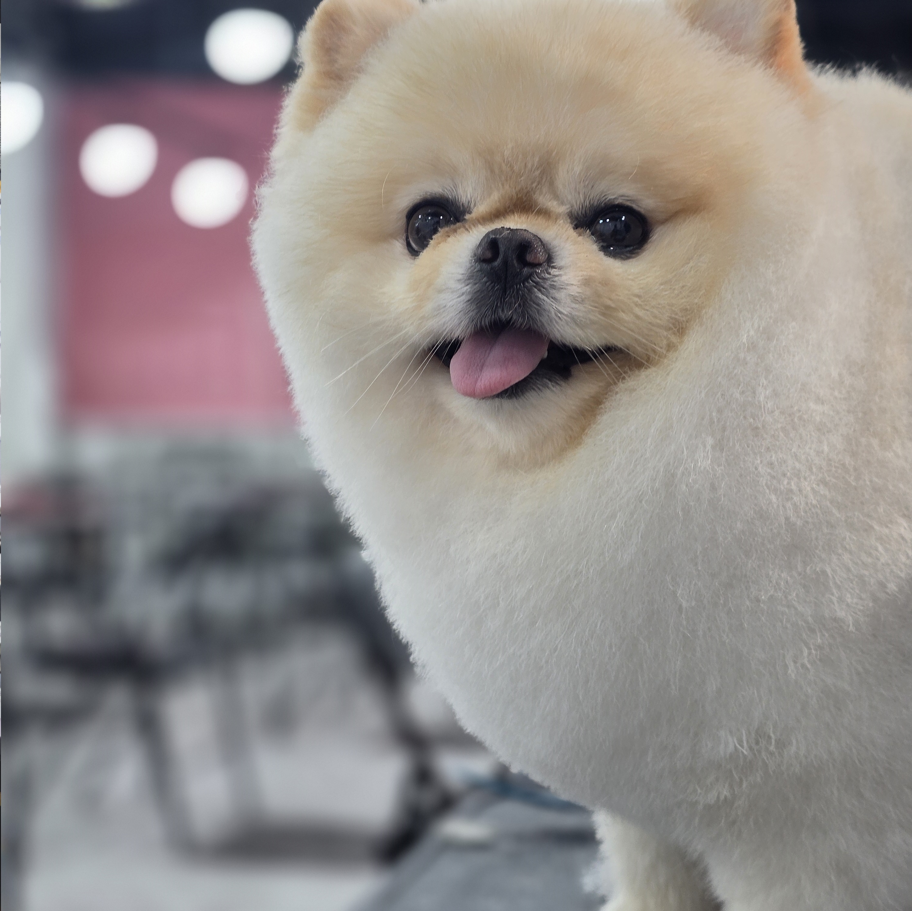 광주애견미용학원수강료