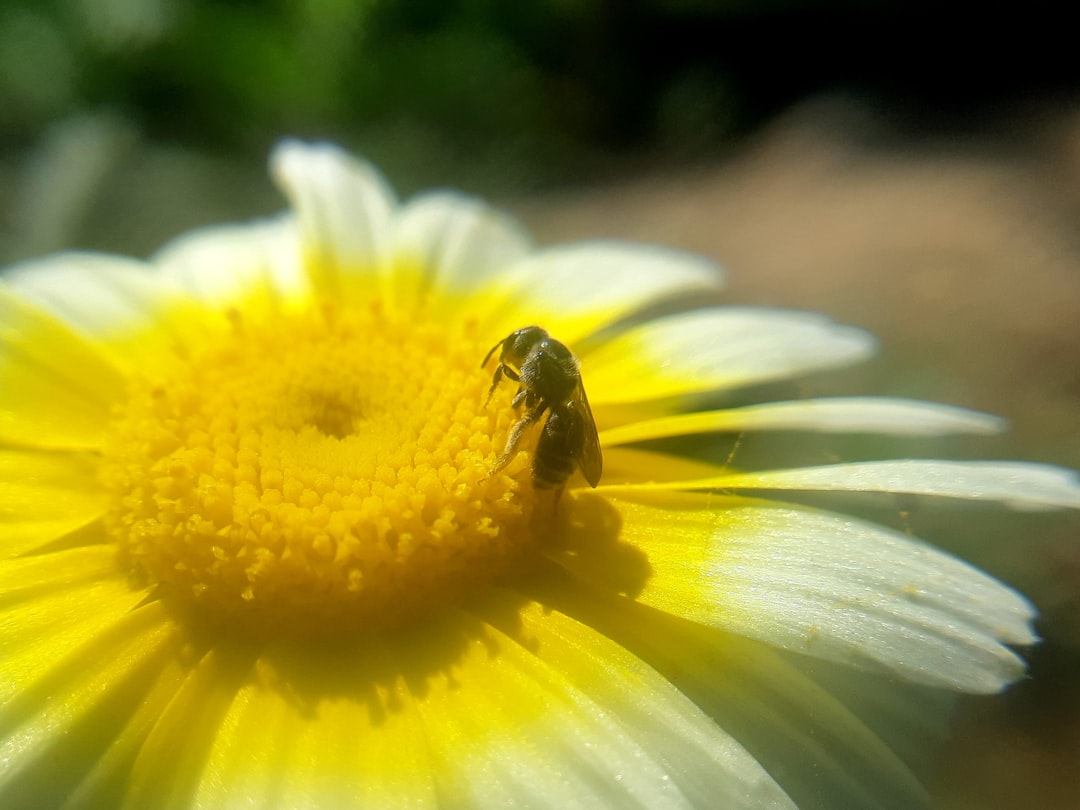 Identification