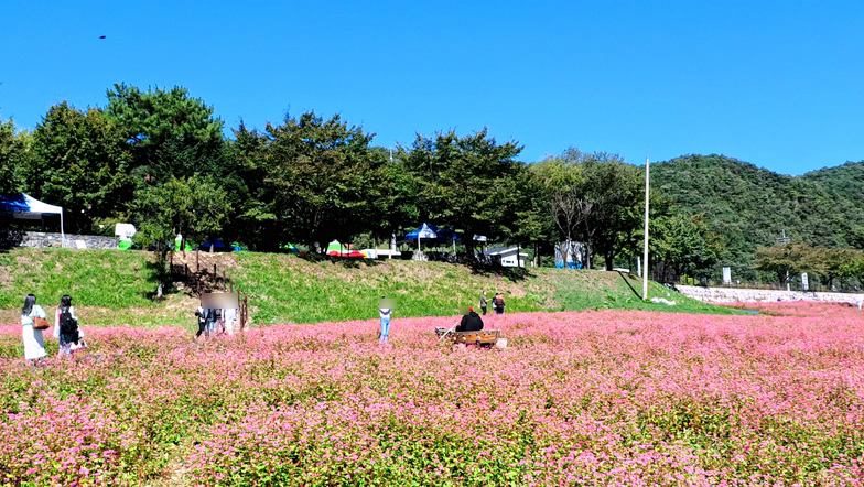 영월 동강 붉은 메밀꽃 축제 홍메밀축제