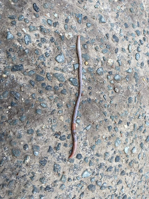 지렁이-나오는-꿈-해몽