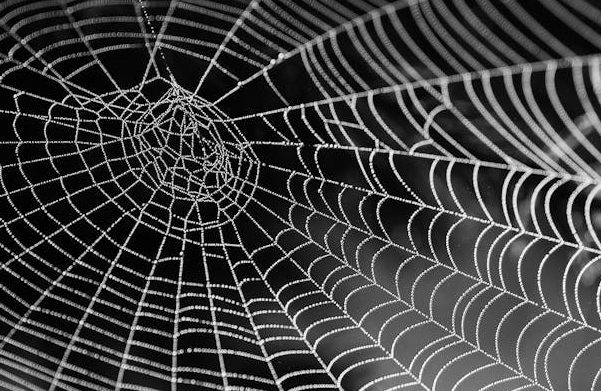 거미줄 기반 마이크로센서가 스마트시티의 생물 인프라가 될 가능성