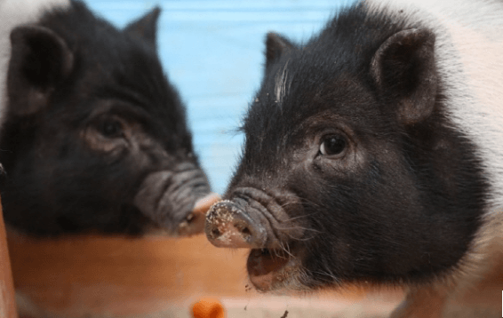 돼지띠 신년운세