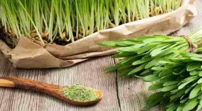 새싹보리이미지