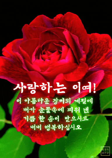 빨간 장미 배경 6월의 시 사랑하는 이여 메시지