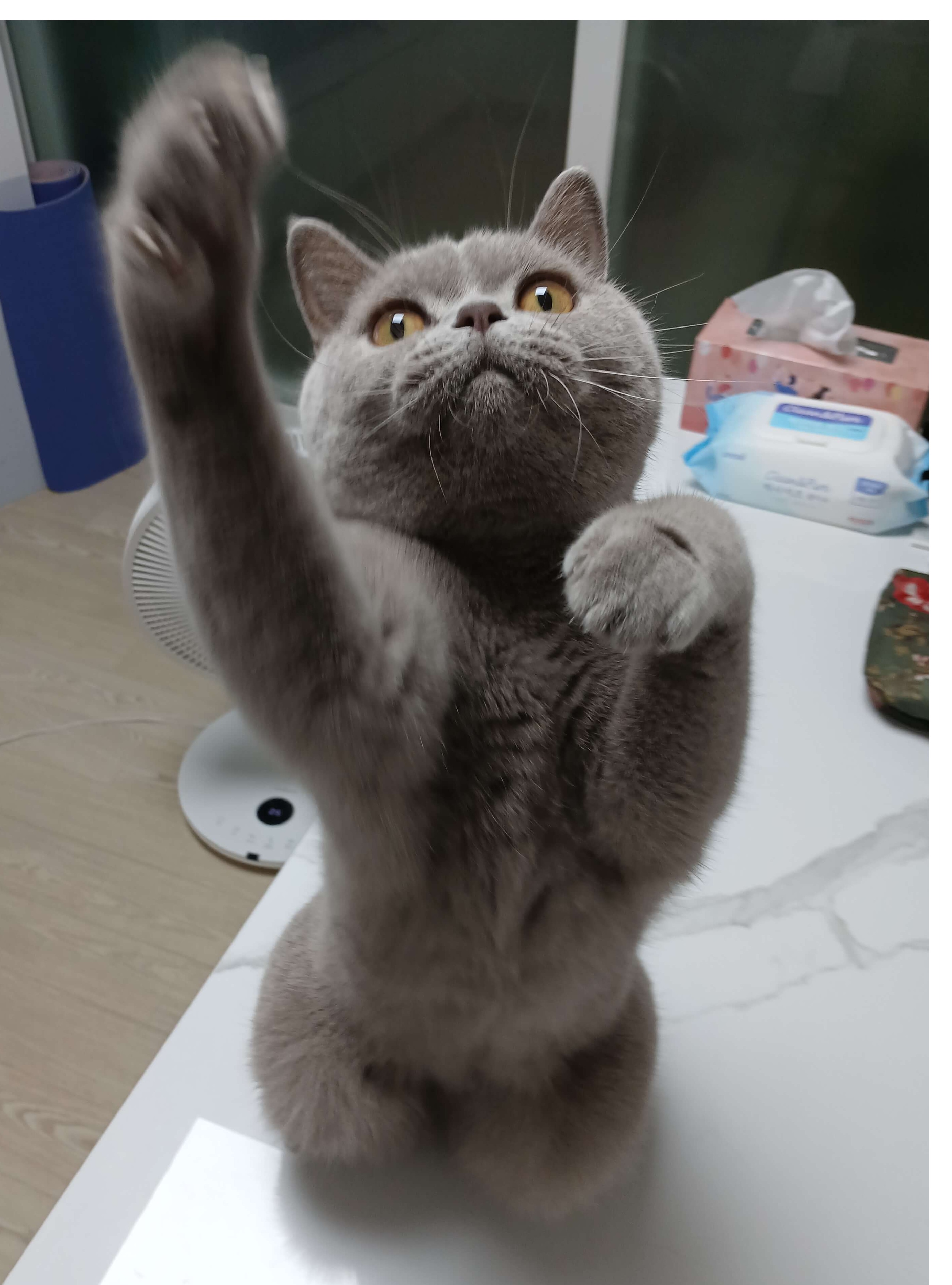 우다다 에너지 해소하는 놀이 하고 있어요.