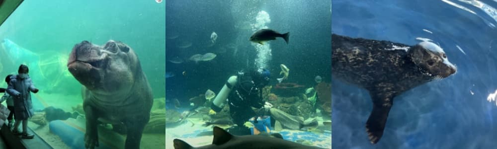 생생정보통 오늘방송(2월 26일) 맛집 삼천포맛집정서방,노산공원,사천바다케이블카,아라마루아쿠아리움,사천아이