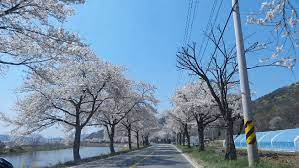 공주 동학사 벚꽃