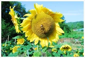 해바라기 재배 파종 깊이 지주 세우기 씨앗 수확_4