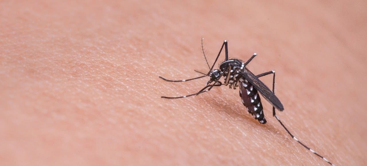 모기 잘 물리는 사람 신체 특징 혈액형, 체온과의 관계