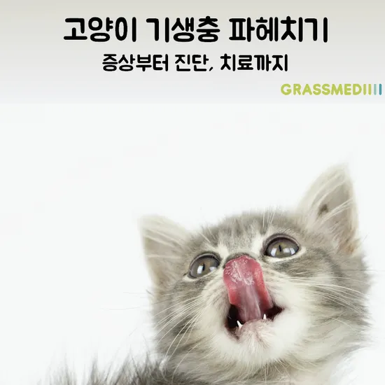 고양이 기생충 사진 약 증상_8