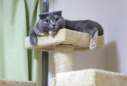 캣타워에서 집을 지키는 고양이.