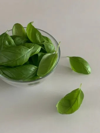 바질 키우기 물주기 수확시기 가지치기 향 유지 실내 허브 가이드_6