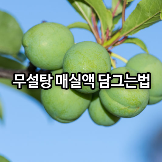 무설탕 매실액 담그는법
