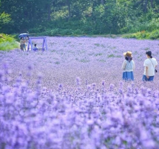 고창청농원-라벤더가든