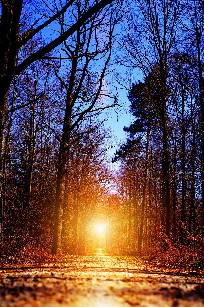 어두운 숲속 멀리보이는 밝은 불빛