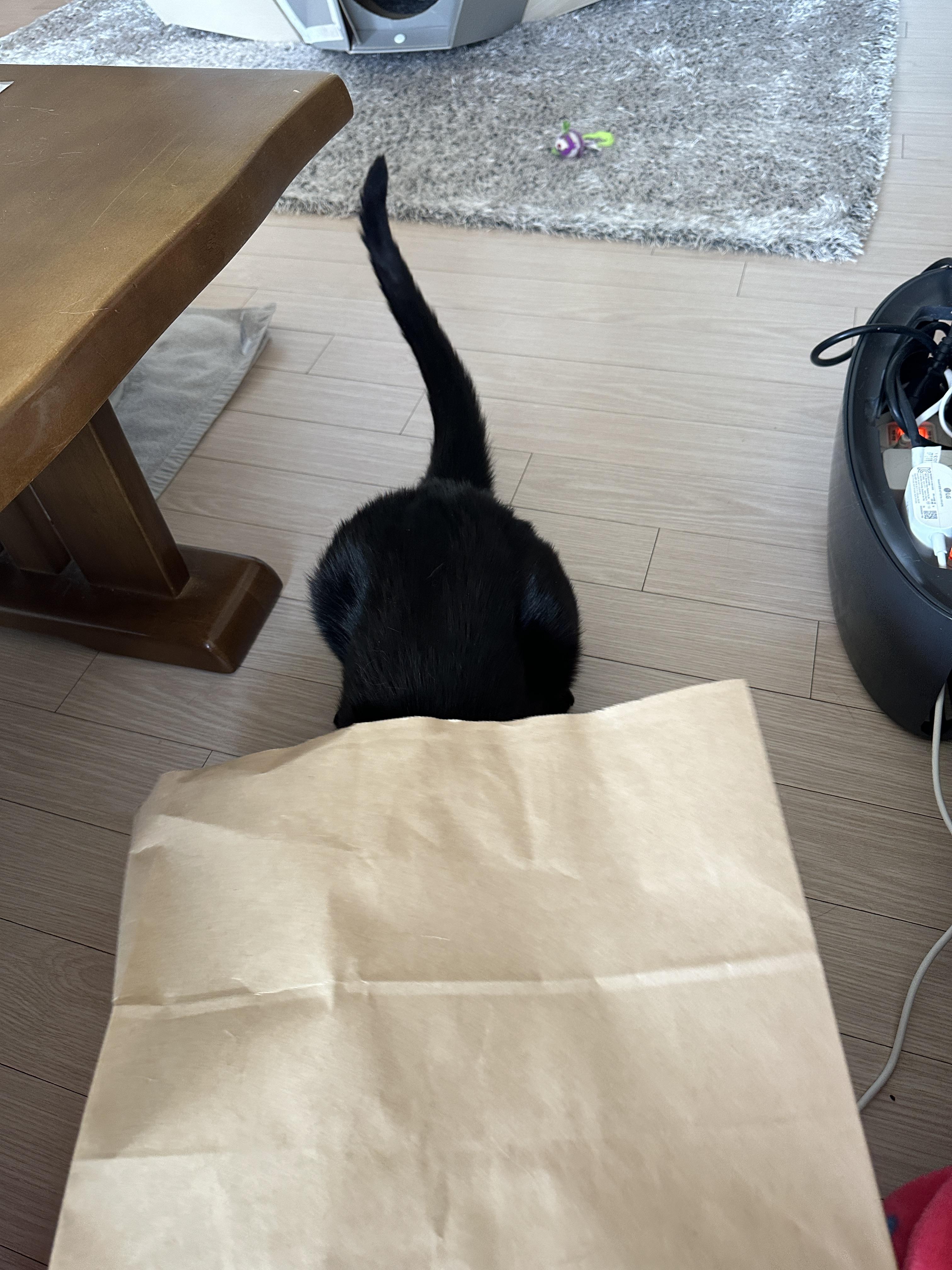 종이봉투 하나로도 즐거운 냥냥이들 (feat.손잡이는 잘라버리고 주기)