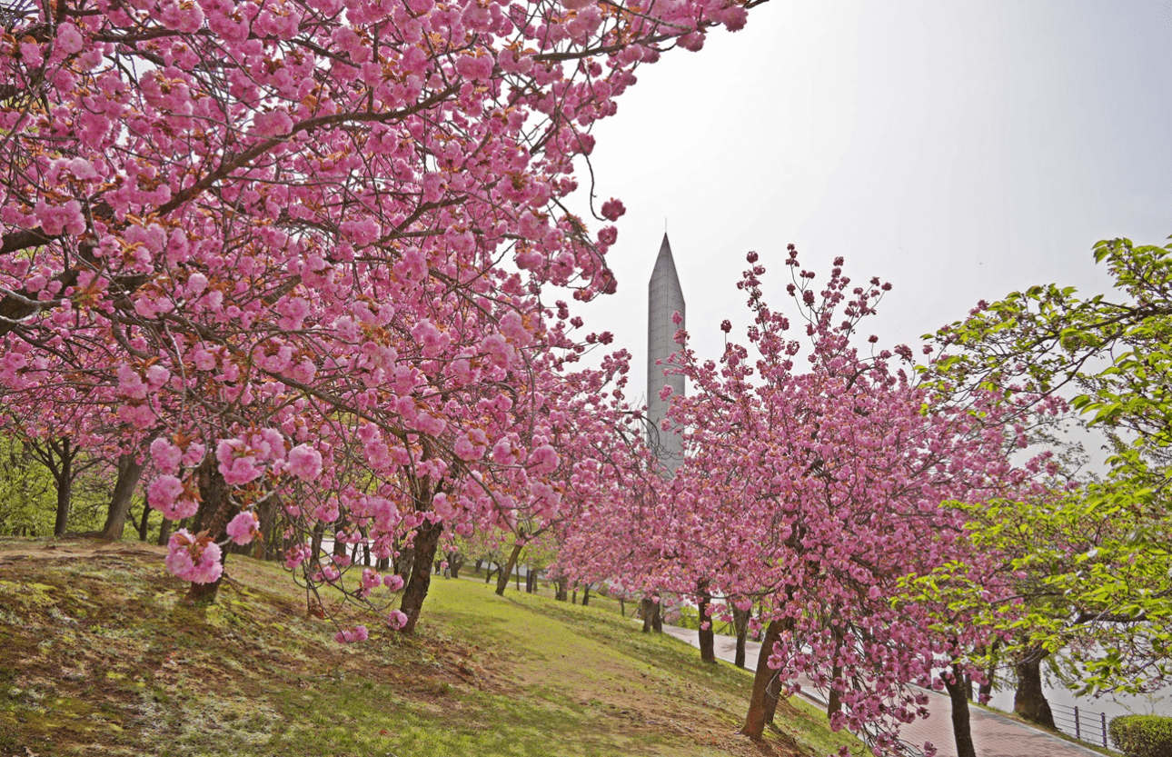 경주 벚꽃 개화시기