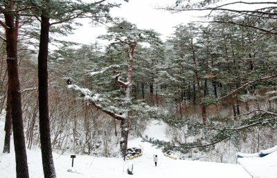 경상도 겨울 트레킹 추천 BEST 5 : 고요하고 깊은 남부의 겨울 숲길