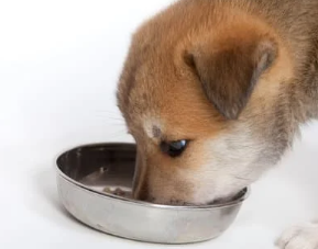 강아지가 혈뇨를? 방광염과 결석 원인, 증상, 예방법 총정리