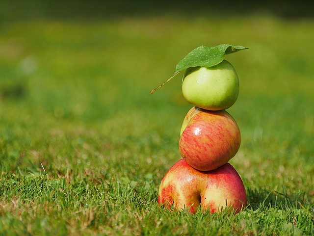 아오리 사과 정리표 이미지