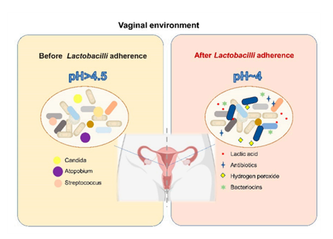 칸디다 질염 유산균7