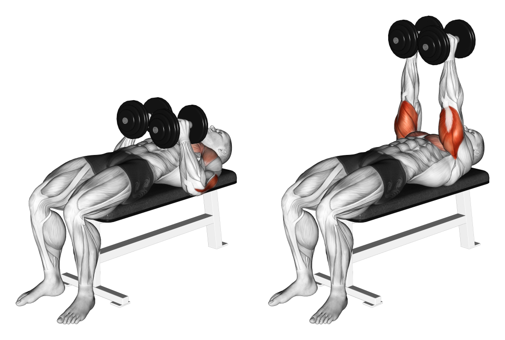 덤벨 벤치 클로즈 그립 트라이셉 프레스 동작 설명 / dumbbell bench close grip tricep press