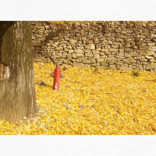 가을 작물 씨앗을 준비하는 손의 클로즈업