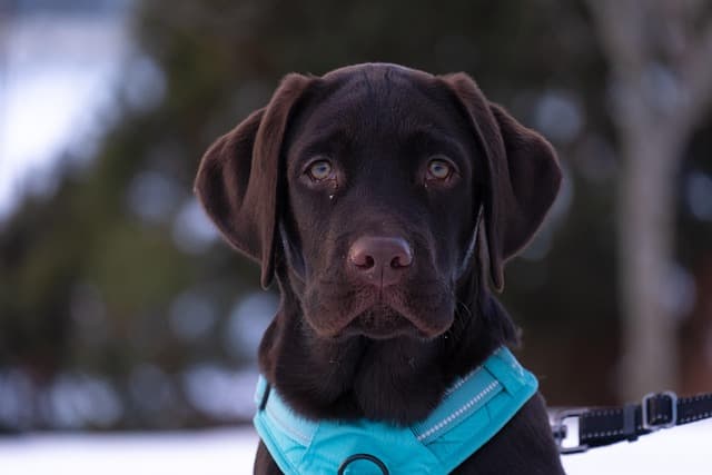 canine atopic dermatitis