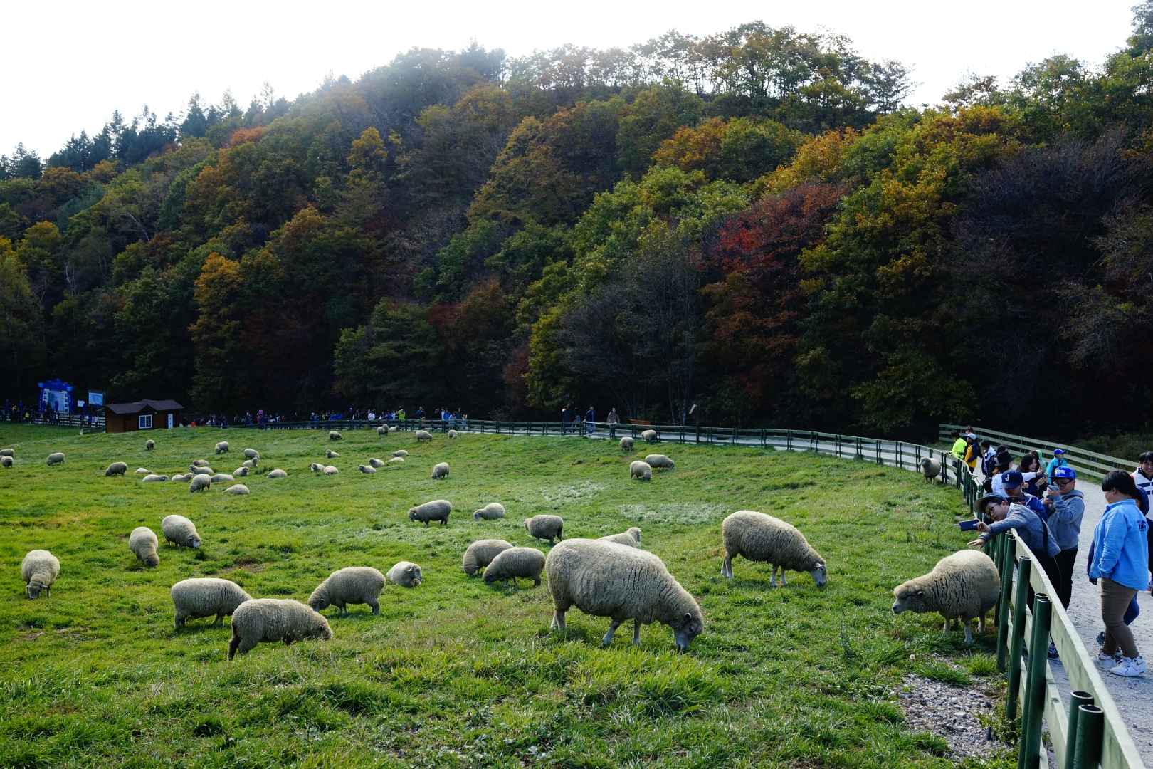 강원도 가볼만한곳 베스트10 평창 대관령 양떼목장