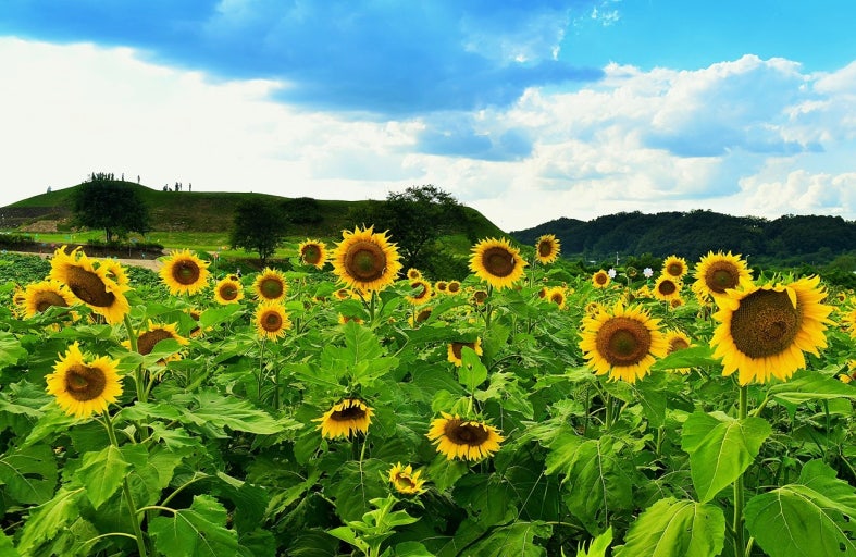연천 해바라기밭
