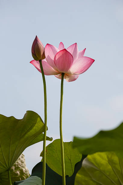 전국 연꽃 축제
