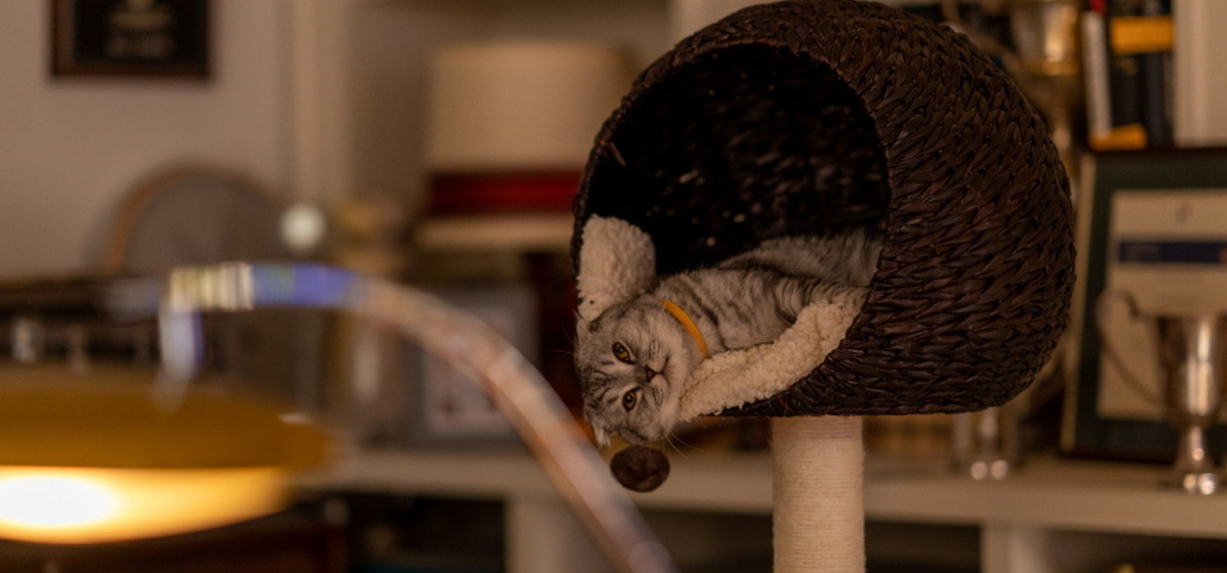 영화 아가일 줄거리및 상세내용, 우리에게 주는교훈, 보고 느낀점