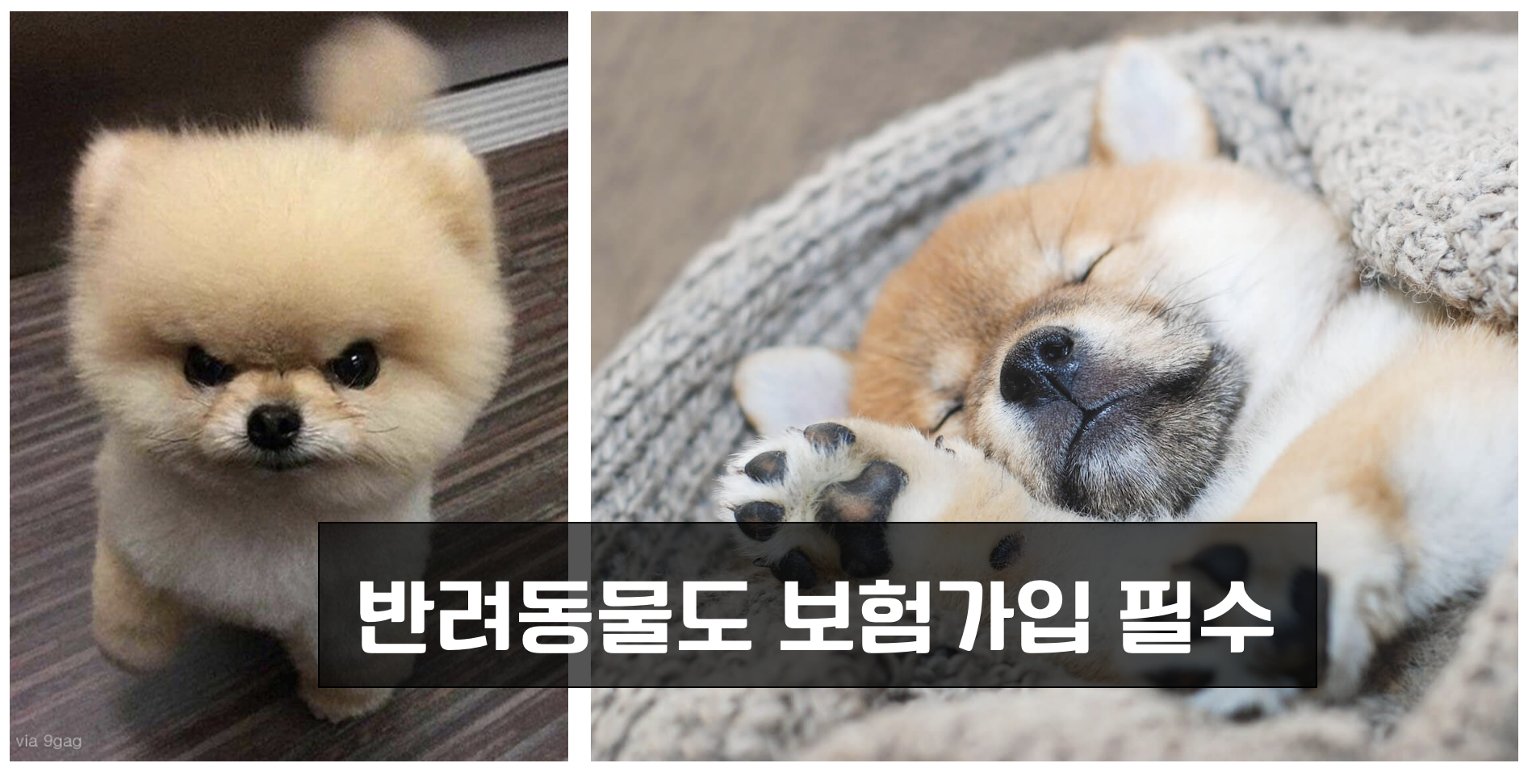 반려동물 보험가입