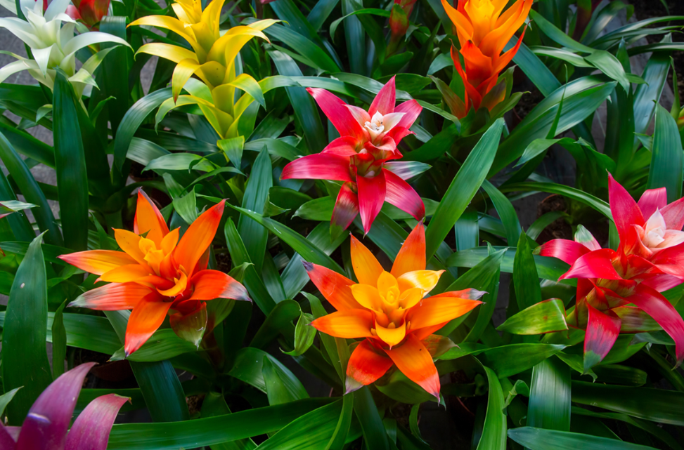 세계꽃 식물원 구즈마니아