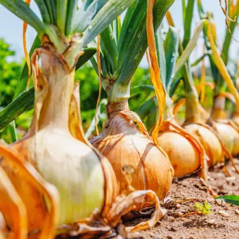 양파 수확시기_9