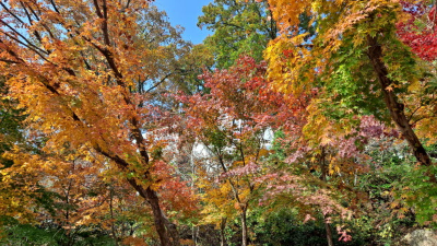 단풍명소_화담숲_전통담장길