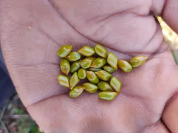 결명자차 효능과 영양성분&amp;#44; 주의점