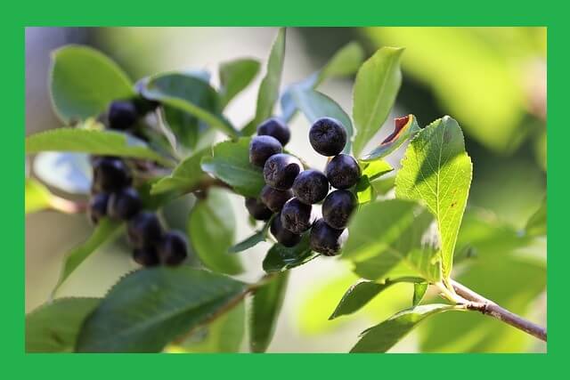 나무에-열린-아로니아