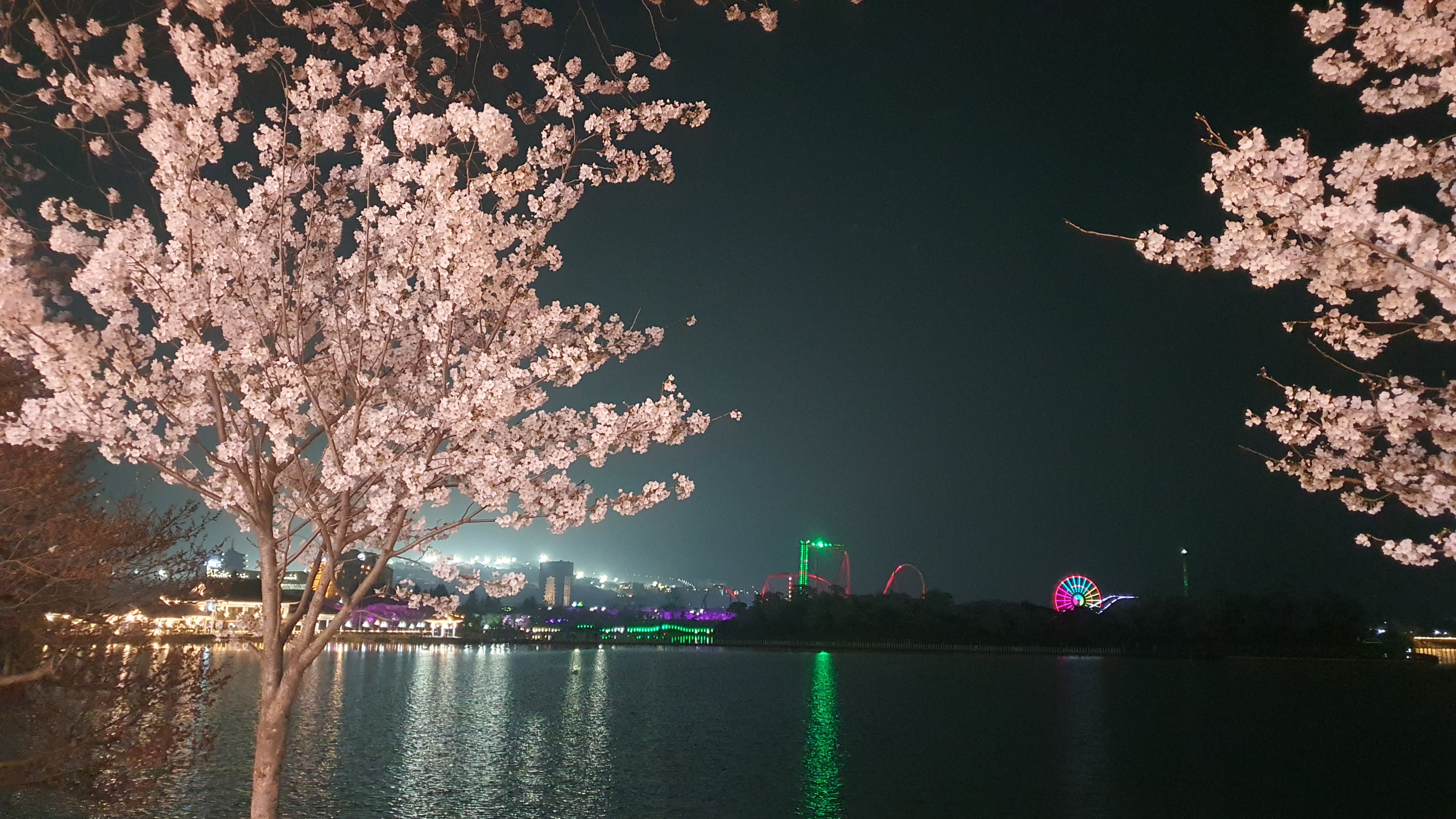 경주 보문관광단지 보문호 벚꽃길