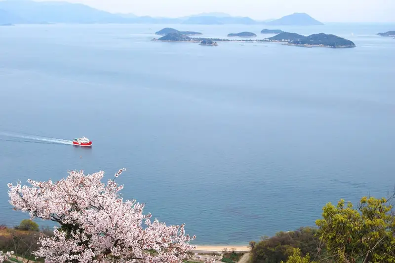 영덕 강구항 벚꽃길