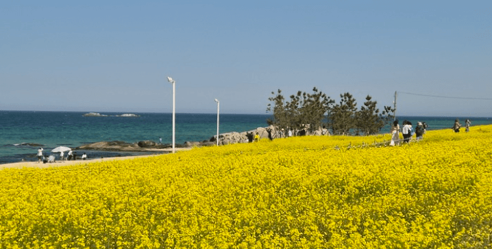 강릉 사근진 해변 유채꽃밭