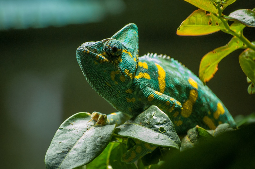 카멜레온의 피부처럼 변하는 로봇 외피 – 로봇의 환경 보호 및 위장 기능